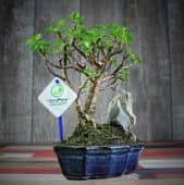 Купить Крассула Luxury Plants Счастливый Суйдзей, со скалой по низкой цене