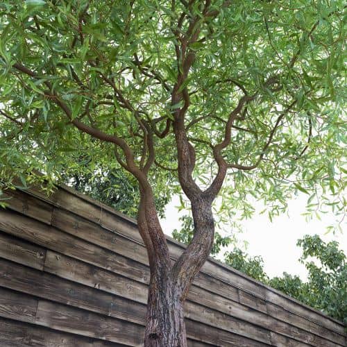 Купить Ива Матцудана (Salix matsudana) змеевидная саженец, 10 шт. в упаковке по низкой цене