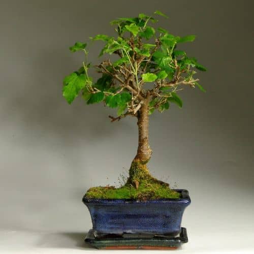 Купить Бонсай Luxury Plants шелковица по низкой цене