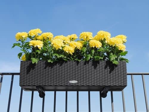 Купить Кашпо Lechuza Balconera Cottage 80 см по низкой цене