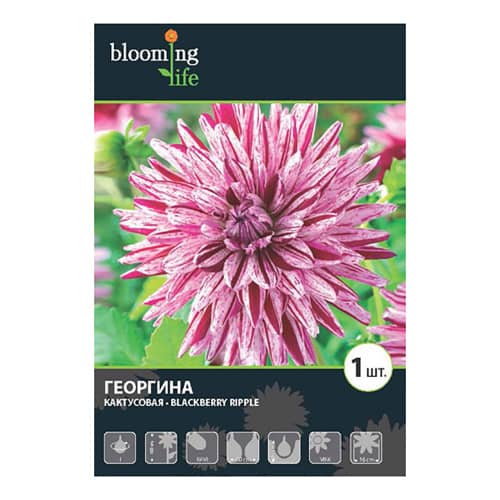Купить Георгина кактусовая Блэкберри Риппл I, 1 1 шт в упаковке Blooming Life по низкой цене