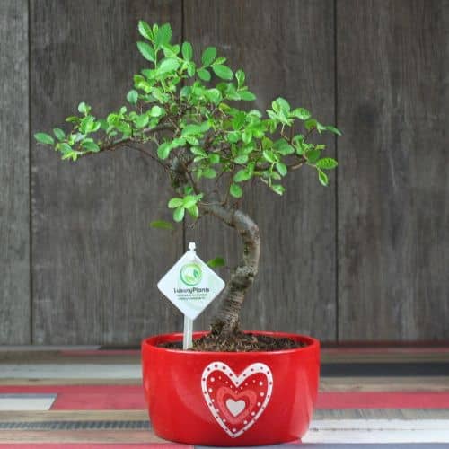Купить Бонсай Luxury Plants вяз Лаки в керамике по низкой цене