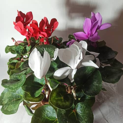 Купить Цикламен d15 см по низкой цене