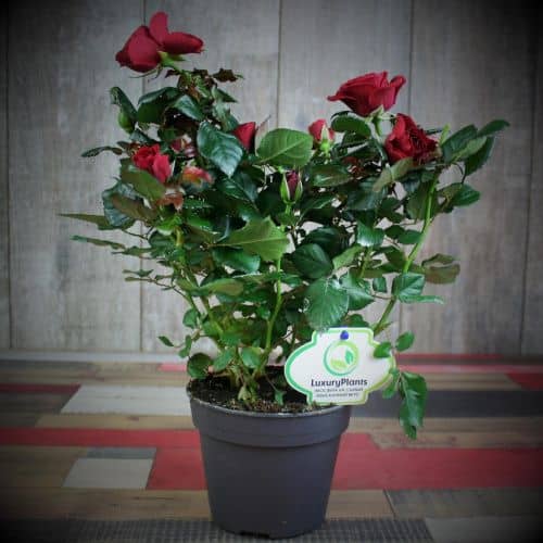 Купить Роза  Luxury Plants патио Аморе красная по низкой цене