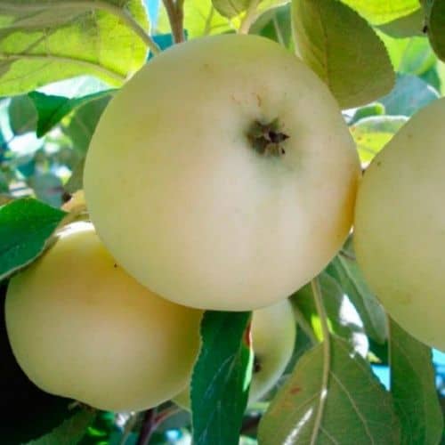 Купить Яблоня Белый налив домашняя (саженец), 10 шт. в упаковке по низкой цене