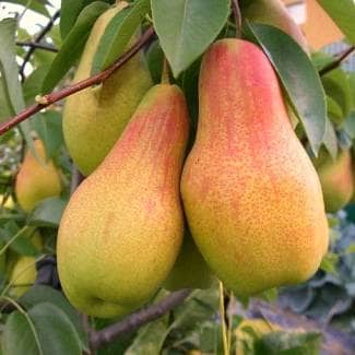 Купить Саженцы груши Талгарская Красавица (саженец), 10 шт. в упаковке по низкой цене