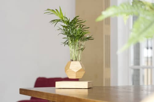 Купить Хамедорея Levitera левитирующая, светлая по низкой цене