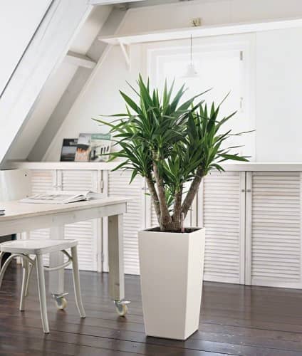 Купить Кашпо Lechuza Cubico Color 30 см по низкой цене