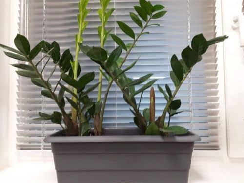 Купить Ящик ГарденПласт №1 балконный для цветов 6 л по низкой цене