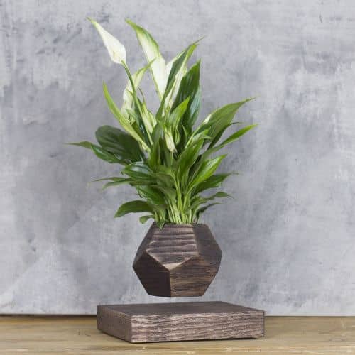 Купить Спатифиллум Levitera левитирующий, венге по низкой цене