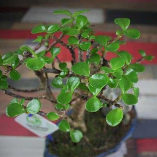 Купить Крассула Luxury Plants Счастливый Суйдзей, со скалой по низкой цене