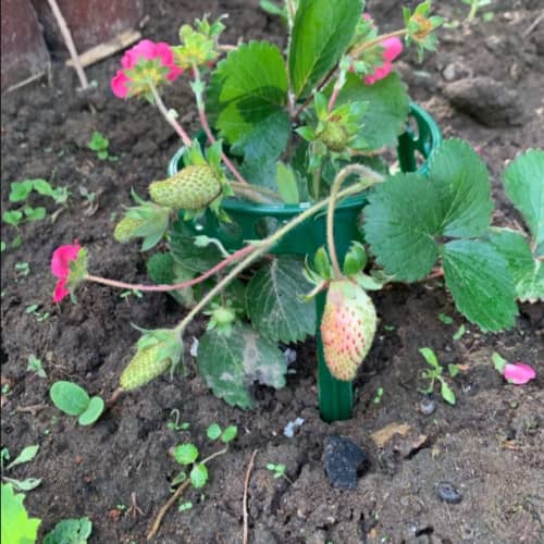 Купить Кустодержатель Клубника по низкой цене