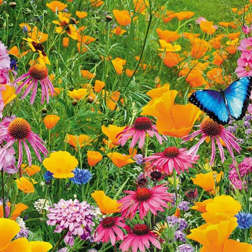 Купить Газон цветущий Рай для бабочек 30 г по низкой цене