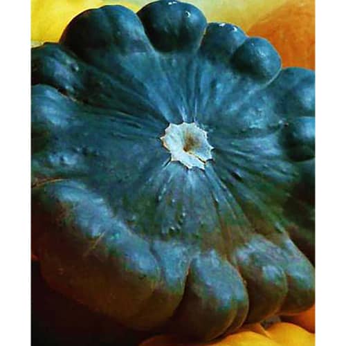 Купить Патиссон Гоша 1 г по низкой цене