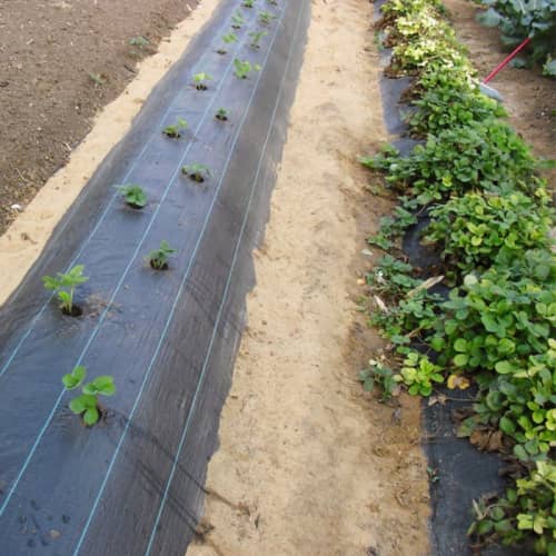 Купить Агроткань черная садовая 1,6х150 м по низкой цене