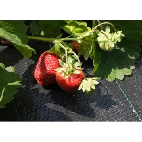 Купить Агроткань черная садовая 1,6х150 м по низкой цене