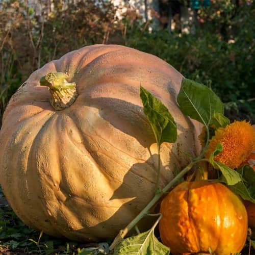 Купить Тыква крупноплодная Стофунтовая по низкой цене