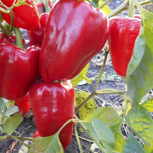 Купить Перец сладкий Воловье ухо по низкой цене