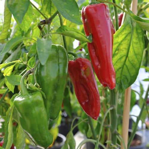 Купить Перец сладкий Красное копье по низкой цене