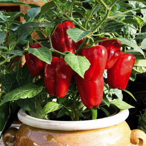 Купить Перец сладкий Кузя по низкой цене