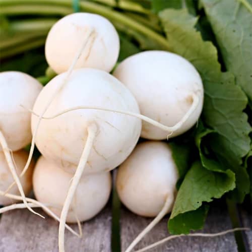 Купить Репа Орбита А по низкой цене