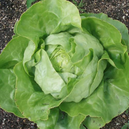 Купить Салат Крупнокочанный по низкой цене