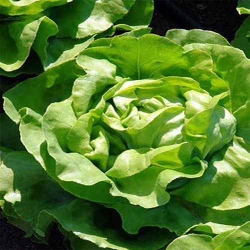 Купить Салат Фестивальный по низкой цене