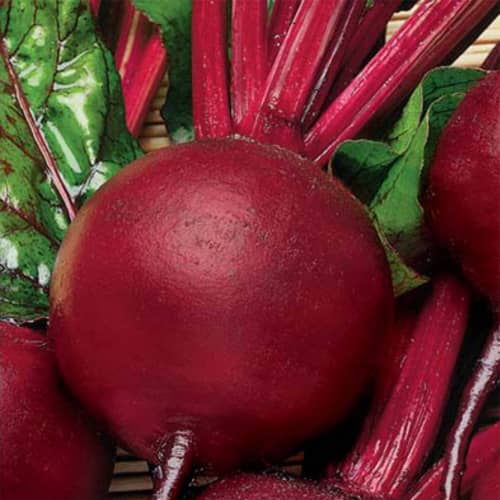 Купить Свекла столовая Хавская по низкой цене