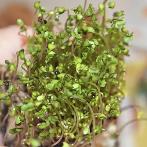 Купить МикроЗелень Брюква Микс по низкой цене