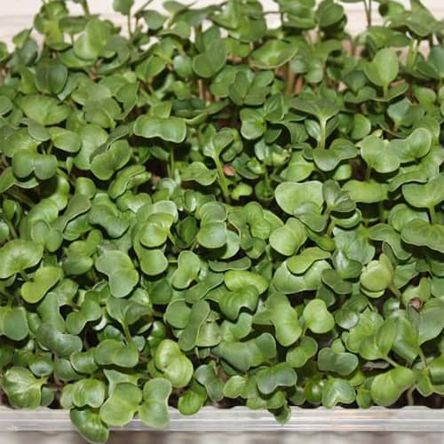 Купить МикроЗелень Дайкон Микс по низкой цене