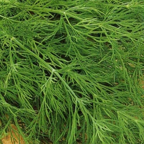 Купить Укроп Геркулес Поиск по низкой цене