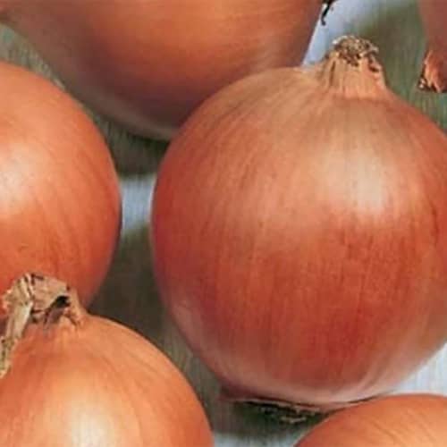 Купить Лук репчатый Стригуновский местный по низкой цене