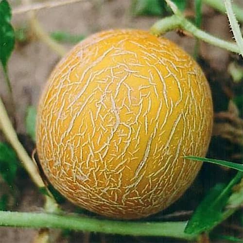 Купить Дыня Награда по низкой цене