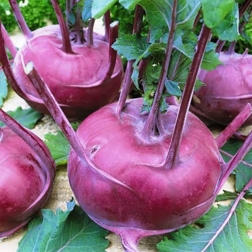 Купить Капуста кольраби Виолета по низкой цене