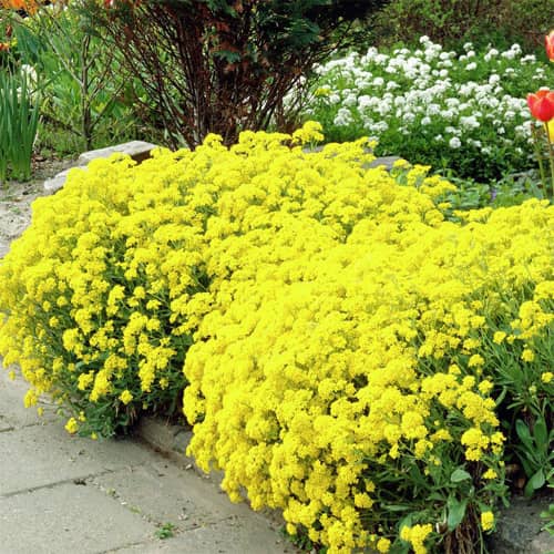 Купить Алиссум скальный Желтый 1 г Агрони по низкой цене