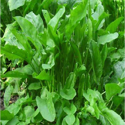 Купить Щавель Бельвильский 1 г по низкой цене