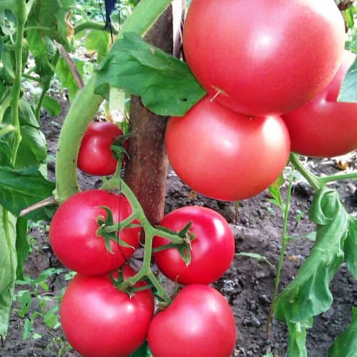 Купить Томат Корнеевский розовый 0,1 г по низкой цене