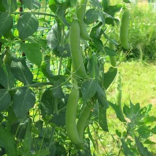 Купить Горох Альфа ранний 40 г СуперНова по низкой цене