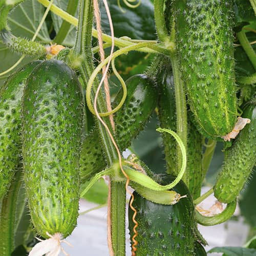 Купить Огурец Дачный Посол F1 А по низкой цене