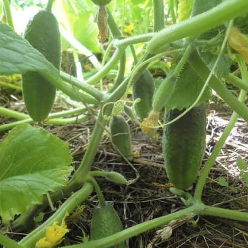 Купить Огурец Журавленок F1 Поиск по низкой цене