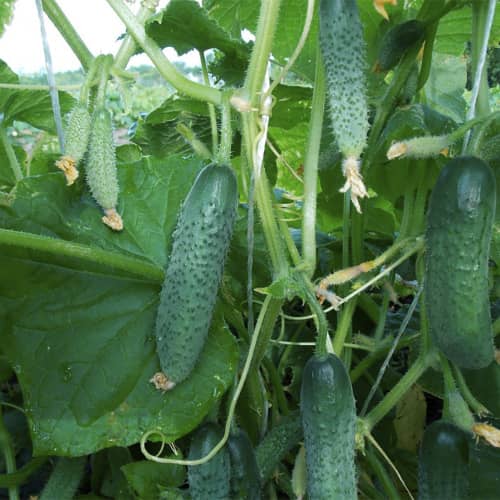 Купить Огурец Кустовой А по низкой цене