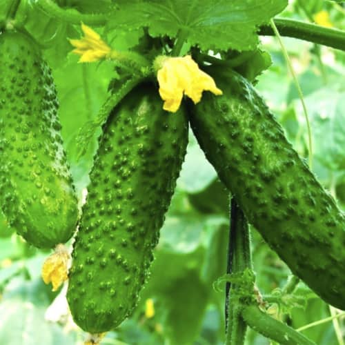 Купить Огурец Малышок А по низкой цене