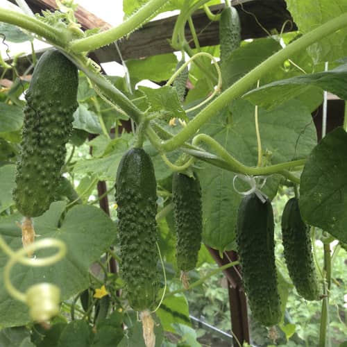 Купить Огурец Суздалец F1 А по низкой цене