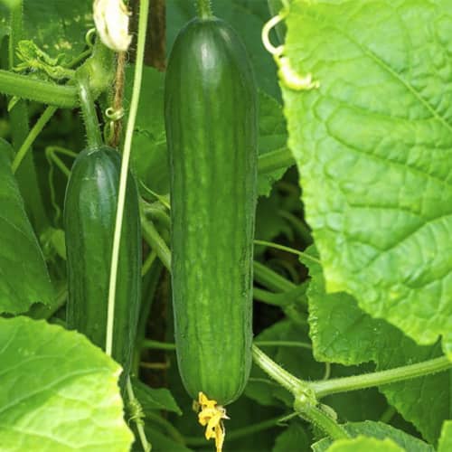 Купить Огурец Фауст F1 А по низкой цене