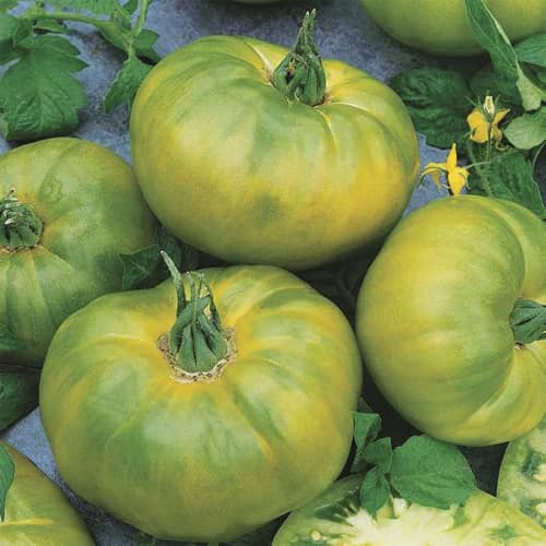 Купить Томат Изумрудное яблоко, 0,1 г по низкой цене