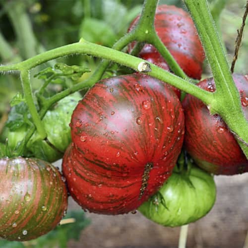 Купить Томат Самбол Полосатый 0,1 г по низкой цене