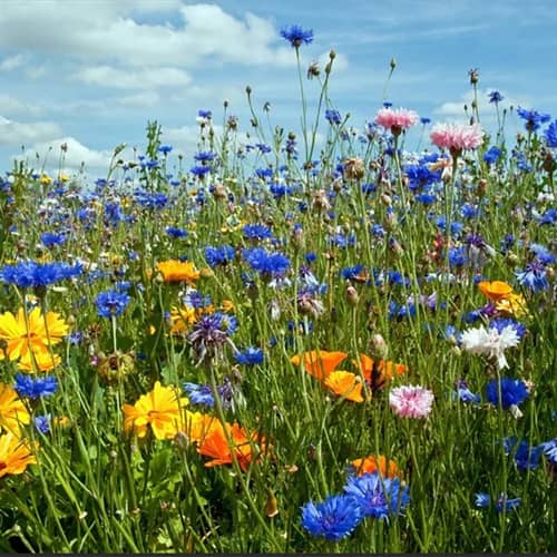 Купить Газон цветущий «АКВА» 120 гр по низкой цене