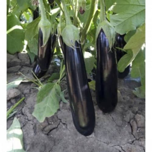 Купить Баклажан Банан 0,2 г по низкой цене