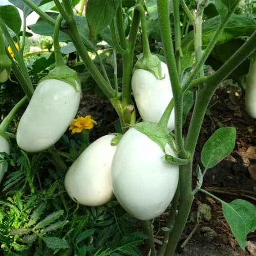 Купить Баклажан Вкус грибов 0,2 г по низкой цене