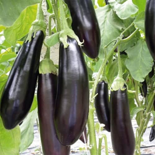 Купить Баклажан Есаул F1 0,2 г по низкой цене